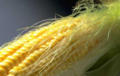 玉米须的功效与作用 玉米须的功效与作用能治高血糖吗