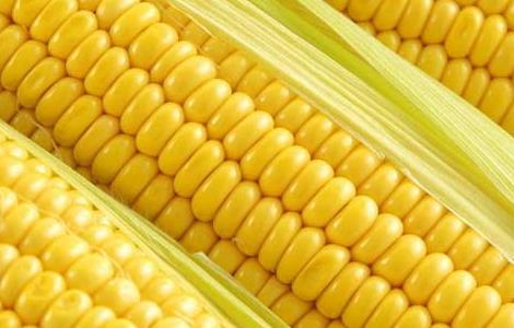 玉米的营养价值 玉米的营养价值表