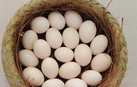 鸽蛋的营养价值 鸽蛋的营养价值及功效与作用