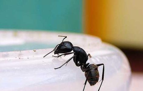 家里有蚂蚁怎么办 家里有蚂蚁怎么办教你一招