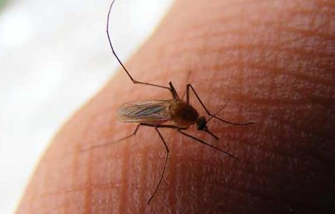 蚊子为什么要吸血（蚊子为什么要吸血才能繁殖）