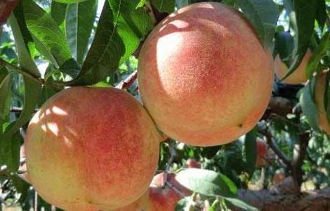 吃桃子有什么好处可以减肥吗 吃桃子有什么好处