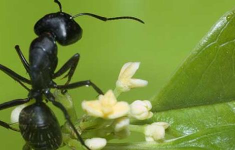 黑蚂蚁壮阳药 黑蚂蚁能治阳痿吗