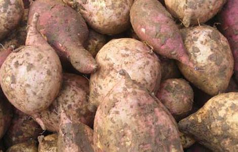 红薯和土豆哪个减肥好 红薯和土豆哪个减肥