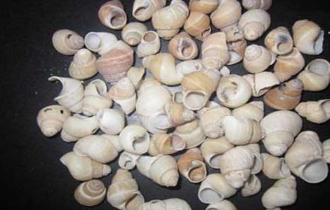 白螺蛳壳的药用 白螺蛳壳的功效与作用