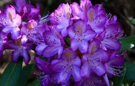 紫杜鹃的功效与作用 紫杜鹃花的功效与作用