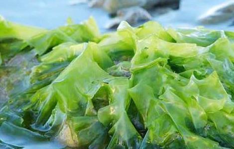 昆布的功效与作用 海藻的功效与作用