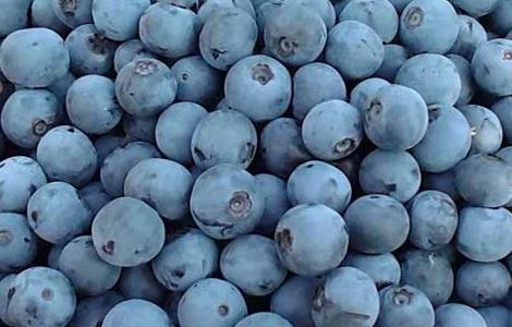 蓝莓怎么吃最有营养 蓝莓怎样吃最好