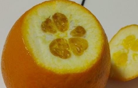 橙子皮的功效与作用以及禁忌症 橙子皮的功效与作用以及禁忌
