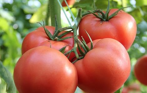 小番茄的功效与作用 番茄的功效与作用