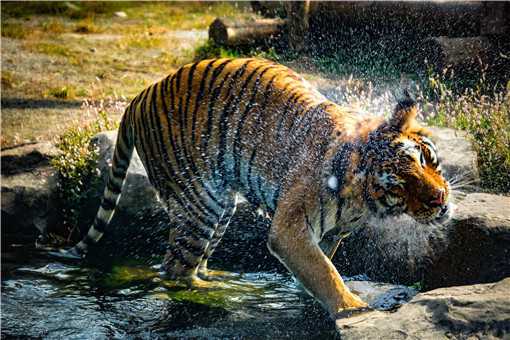 东北虎是几级保护动物（东北虎是几级保护动物2021）