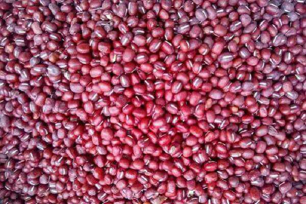 北方红小豆的种植方法有哪些和时间