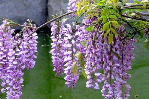 紫藤花盆栽种植方法有哪些，步骤有哪些