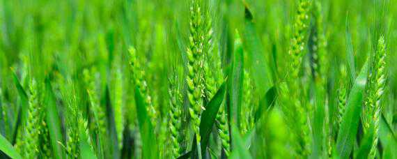 小麦孕穗期的管理（小麦孕穗期的管理要点）