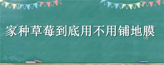 家种草莓到底用不用铺地膜