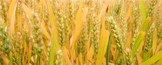 小麦抽穗期打什么药 小麦抽穗期打什么药和营养药