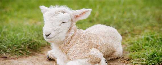 小羊羔吃奶粉拉稀怎么办 羊羔吃奶粉拉稀怎么回事