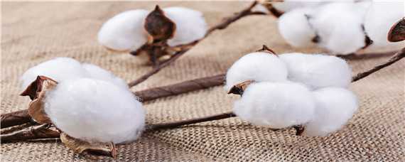 棉花僵苗的成因是什么 棉花死苗是什么原因