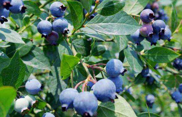 蓝莓叶的作用与功效，蓝莓叶的药用价值高吗