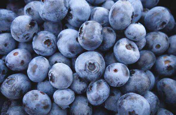 进口蓝莓的功效与作用 蓝莓的用途和功效