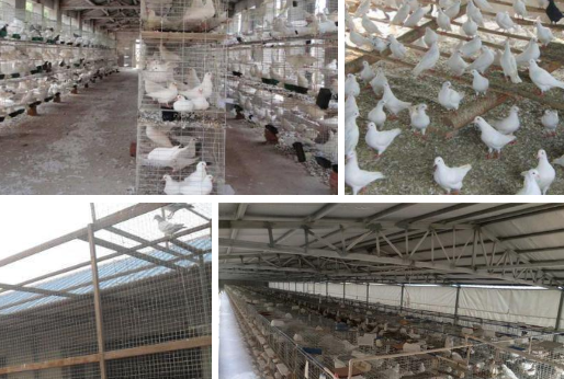 肉鸽养殖场怎么建造 肉鸽养殖场怎么建造的