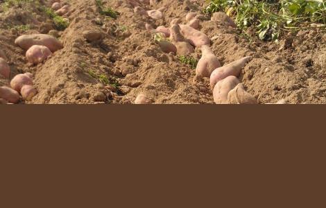红薯种植新技术 红薯高效种植技术