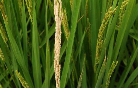 水稻常见病害防治 水稻常见病害防治方法