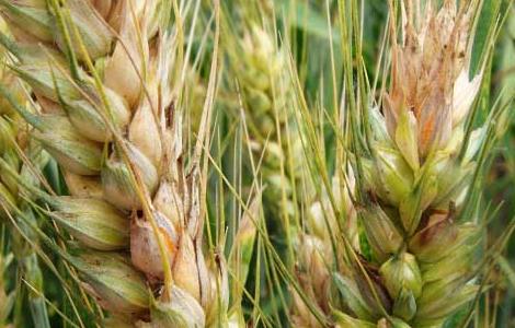 小麦赤霉病的防治措施有哪些 小麦赤霉病的防治措施