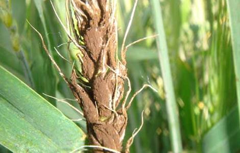 小麦散黑穗病的防治 小麦散黑穗病防治措施