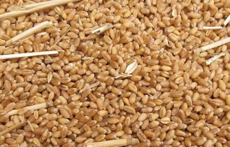 小麦胚芽油的作用 露安适亲子小麦胚芽油的作用
