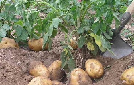 马铃薯种植施肥技术 马铃薯的施肥技术