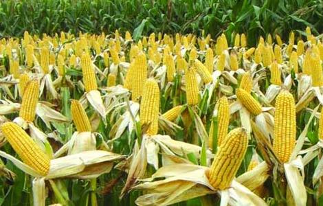 影响玉米收成的因素及处理措施图片 影响玉米收成的因素及处理措施