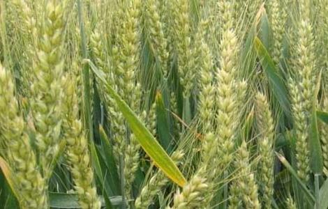 中国小麦种植区域划分及不同区域的种植条件