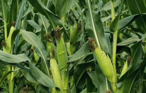 玉米的合理种植密度