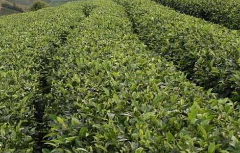 苦丁茶高产栽培技术
