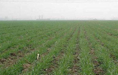 小麦苗后除草剂有哪些 小麦出苗后可用哪些除草剂