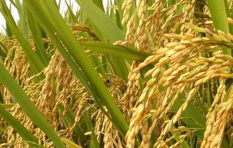 有机水稻种植技术咨询及培训种植 有机水稻种植技术