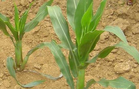 玉米粗缩病的症状及防治方法 玉米粗缩病的症状与防治措施