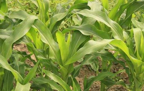 玉米苗后除草剂的种类及使用方法 玉米苗后除草剂的种类及使用方法视频