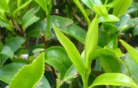 茶叶种植条件有哪些要求 茶叶种植条件有哪些