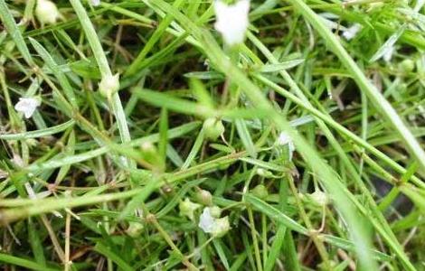 白花蛇舌草和半枝莲的功效与副作用 半枝莲和白花蛇舌草有什么作用