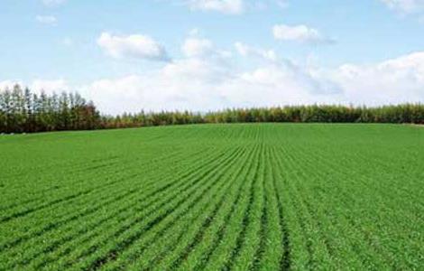 冬小麦返青期的田间管理方案 冬小麦各阶段田间管理措施