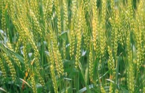 冬小麦优质高产栽培种植技术 冬小麦种植新技术