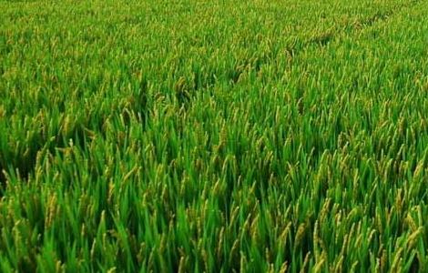 水稻生长特性及对环境的要求 水稻生长特性及对环境的要求是