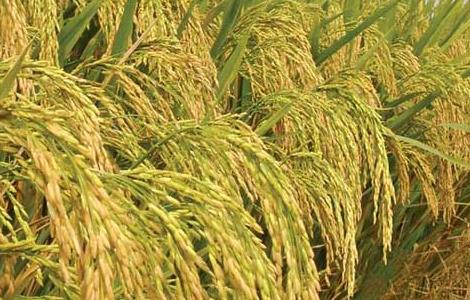 水稻种子处理技术规范 水稻种子处理技术