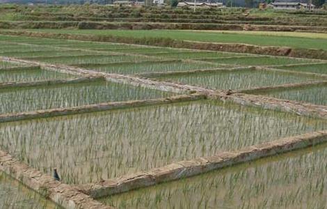 水稻需肥规律与施肥技术 水稻的需肥量及需肥规律