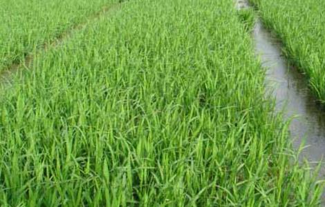 水稻各个时期的施肥量 水稻各时期施肥量和施肥方法