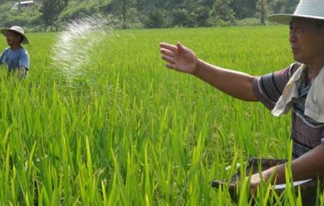 水稻如何进行标准化施肥的 水稻如何进行标准化施肥