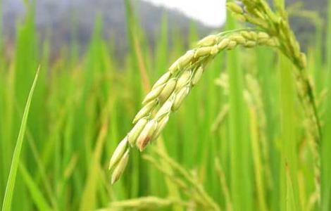 水稻中后期优质高产管理五措施 水稻成熟期管理要点