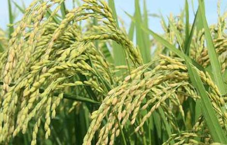 水稻生长后期高产栽培要点 水稻生长后期高产栽培要点有哪些